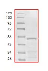 SDS-PAGE - Recombinant Human Tau383 protein (Tag Free) (AB84766)