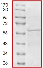 Recombinant Human Tau410 protein