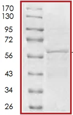 SDS-PAGE - Recombinant Human Tau410 protein (AB72462)