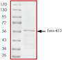 Recombinant Human Tau412 protein