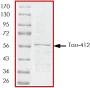 SDS-PAGE - Recombinant Human Tau412 protein (AB84763)