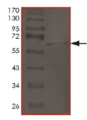 SDS-PAGE - Recombinant Human Tau441 (deleted K280) protein (AB174065)