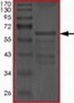 SDS-PAGE - Recombinant Human Tau441 (mutated V337M) protein (AB172193)