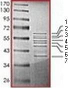 Recombinant Human Tau441 (mutated V337M) protein