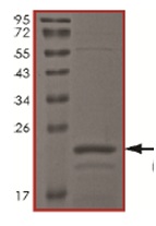 SDS-PAGE - Recombinant Human Tau441 protein (AB167949), expandable thumbnail