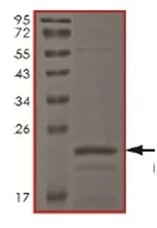 SDS-PAGE - Recombinant Human Tau441 protein (AB167949)