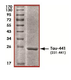 SDS-PAGE - Recombinant Human Tau441 protein (AB170405)