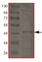 SDS-PAGE - Recombinant Human Tau441 protein (AB170407), expandable thumbnail