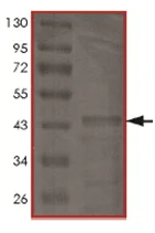 SDS-PAGE - Recombinant Human Tau441 protein (AB170407)
