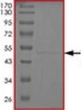 SDS-PAGE - Recombinant Human Tau441 protein (AB172194)