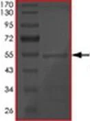 SDS-PAGE - Recombinant Human Tau441 protein (AB172195)