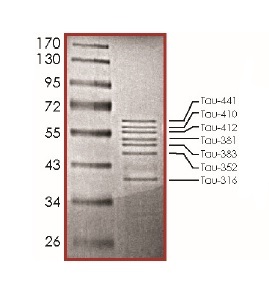 SDS-PAGE - Recombinant Human Tau441 protein (AB191460)