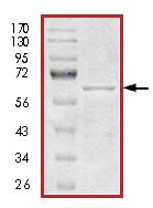 SDS-PAGE - Recombinant Human Tau441 protein (AB84700)