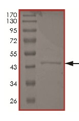 SDS-PAGE - Recombinant Human Tau441 protein - BSA and Azide free (AB172192), expandable thumbnail