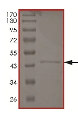SDS-PAGE - Recombinant Human Tau441 protein - BSA and Azide free (AB172192)