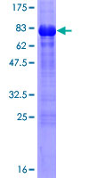 SDS-PAGE - Recombinant Human TAZ protein (AB153252), expandable thumbnail