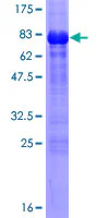 SDS-PAGE - Recombinant Human TAZ protein (AB153252)