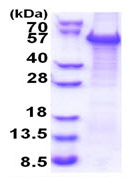 SDS-PAGE - Recombinant Human TAZ protein (denatured) (AB174421), expandable thumbnail