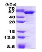 SDS-PAGE - Recombinant Human TBCEL protein (His tag N-Terminus) (AB139795)