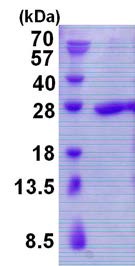 SDS-PAGE - Recombinant Human TBP like protein TLP (AB139211), expandable thumbnail