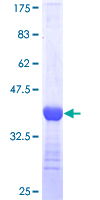 SDS-PAGE - Recombinant Human TBR2 / Eomes protein (GST tag N-Terminus) (AB152851)
