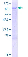 SDS-PAGE - Recombinant Human TBRG4 protein (GST tag N-Terminus) (AB132734)