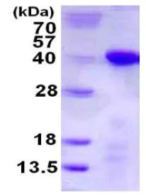 SDS-PAGE - Recombinant Human TCEA1 protein (His tag N-Terminus) (AB126676)
