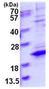 SDS-PAGE - Recombinant Human TCEAL8 protein (His tag C-Terminus) (AB130053)