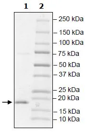 SDS-PAGE - Recombinant Human TCEB2/Elongin-B protein (DDDDK tag N-Terminus) (AB271496)