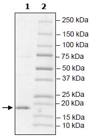 SDS-PAGE - Recombinant Human TCEB2/Elongin-B protein (Tagged) (AB271496), expandable thumbnail