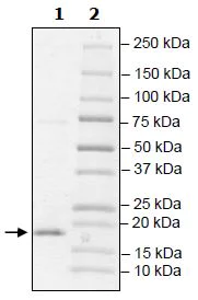 SDS-PAGE - Recombinant Human TCEB2/Elongin-B protein (Tagged) (AB271496)