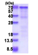 SDS-PAGE - Recombinant Human TCF-4 protein (His tag N-Terminus) (AB177595)