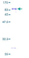 SDS-PAGE - Recombinant Human TCF-4/TCF7L2 protein (GST tag N-Terminus) (AB159648)