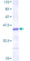 SDS-PAGE - Recombinant Human TCF12 protein (GST tag N-Terminus) (AB152729)