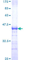 Recombinant Human TCF3 / E2A protein
