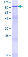 SDS-PAGE - Recombinant Human TCIRG1 protein (GST tag N-Terminus) (AB160939)