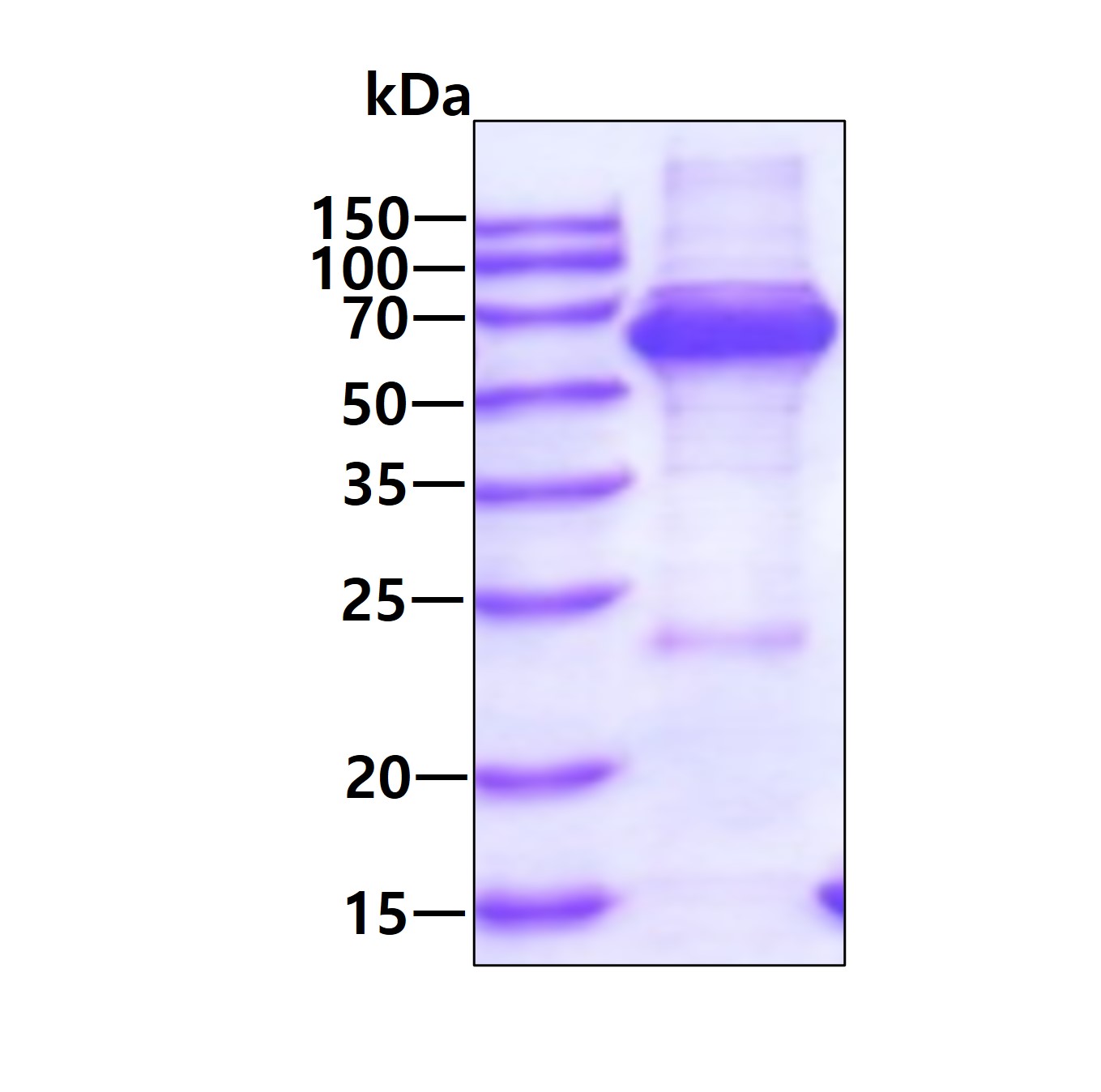 SDS-PAGE - Recombinant Human TCP1 alpha/CCTA protein (His tag N-Terminus) (AB101043)