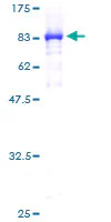 SDS-PAGE - Recombinant Human TCP1 epsilon/CCT5 protein (GST tag N-Terminus) (AB132283)