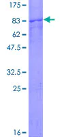 SDS-PAGE - Recombinant Human TCP1 eta protein (GST tag N-Terminus) (AB161051)