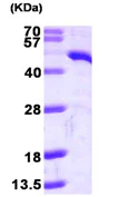 SDS-PAGE - Recombinant Human TDO2/TDO protein (His tag N-Terminus) (AB104463)