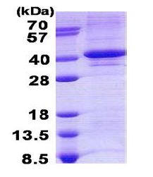 SDS-PAGE - Recombinant Human TDP1 protein (denatured) (His tag N-Terminus) (AB140052)