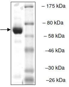 SDS-PAGE - Recombinant human TDP2 protein (His tag N-Terminus + GST tag N-Terminus) (AB135019)