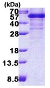 Recombinant Human TDP43 protein (denatured)