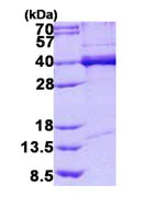 SDS-PAGE - Recombinant Human TDP43 protein (His tag N-Terminus) (AB140718)