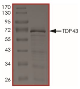 SDS-PAGE - Recombinant Human TDP43 protein (Tagged) (AB269030), expandable thumbnail