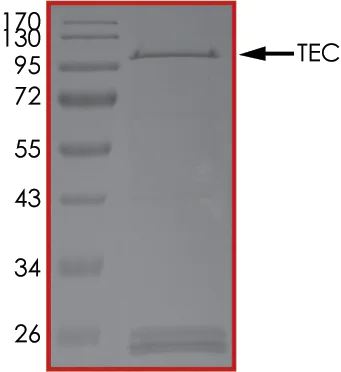 SDS-PAGE - Recombinant human Tec protein (AB105197)