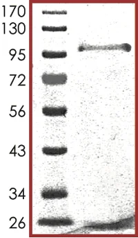 SDS-PAGE - Recombinant human Tec protein (AB105197)