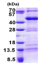 SDS-PAGE - Recombinant Human Tef protein (His tag N-Terminus) (AB167855)