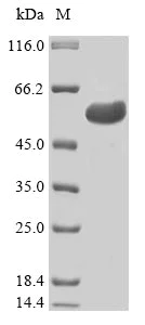 SDS-PAGE - Recombinant Human TEF1/TEAD-1 protein (AB315427)