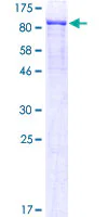 SDS-PAGE - Recombinant Human TEM1 protein (GST tag N-Terminus) (AB132505)